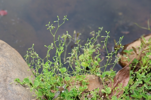 Drymaria cordata