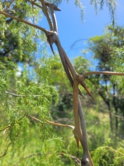 Asparagus buchananii image