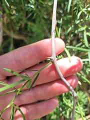 Asparagus natalensis image