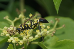 Sceliphron fistularium