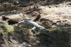 Crocodylus johnstoni