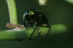 Eurhinus