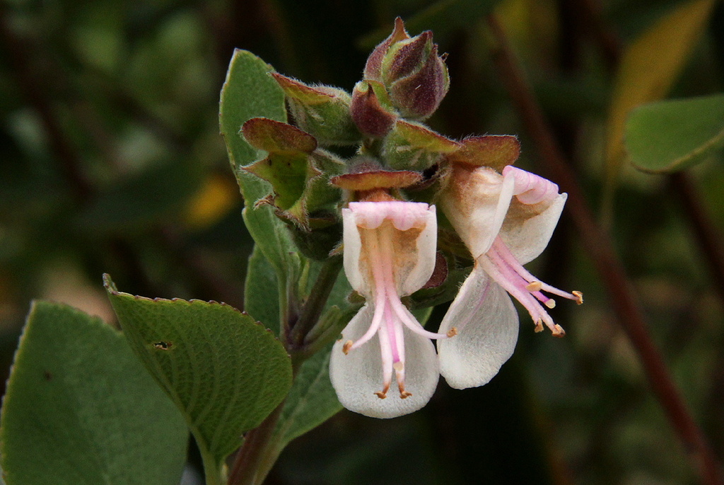 Fanleaf Sagebush