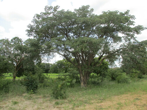 Image of Schinziophyton rautanenii by no rights reserved