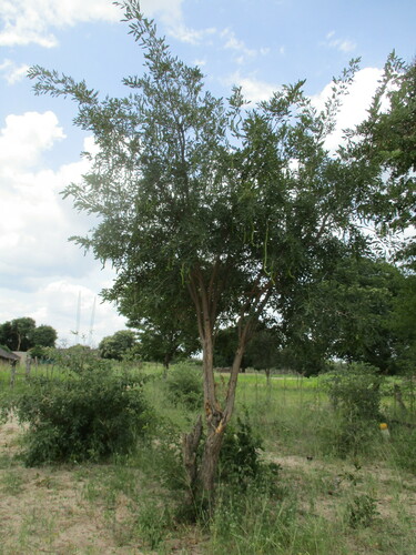 Ironheart (Bobgunnia madagascariensis)