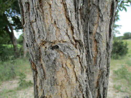 Image of Bobgunnia madagascariensis by no rights reserved