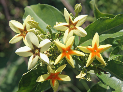 Forest Star