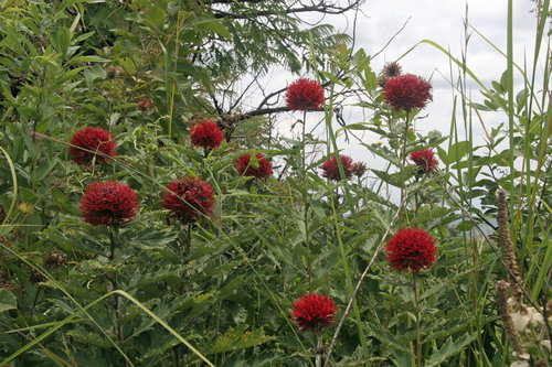 Echinops amplexicaulis