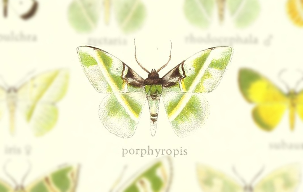 Dichorda porphyropis