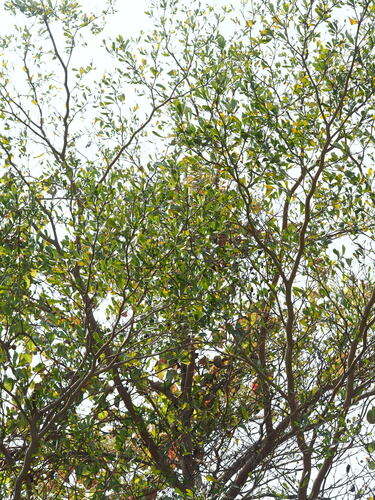 Image of Terminalia mantaly by no rights reserved