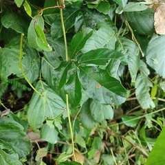 Paullinia pinnata image