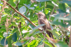 Cyanoptila cyanomelana