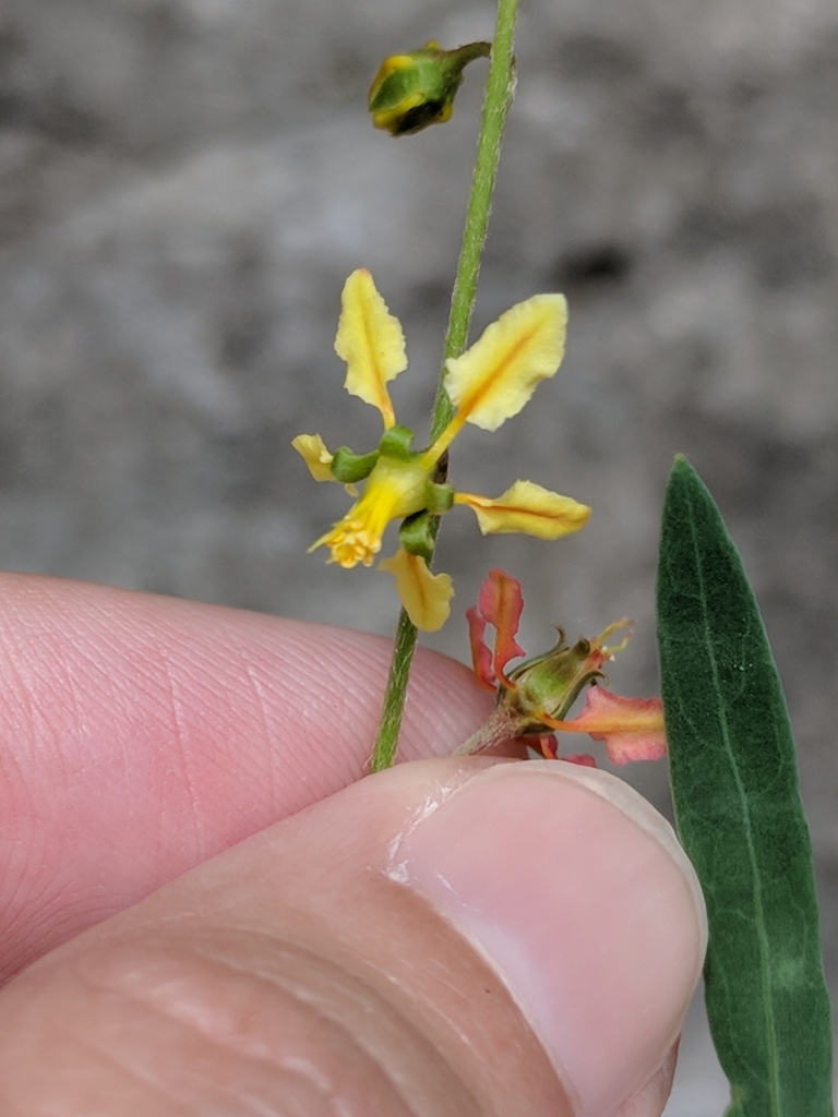 Narrowleaf goldshower