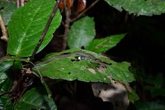 Hebius flavifrons
