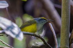 Phyllergates cucullatus