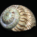 Austrocochlea zeus - Photo (c) Glen Whisson, algunos derechos reservados (CC BY-NC), subido por Glen Whisson