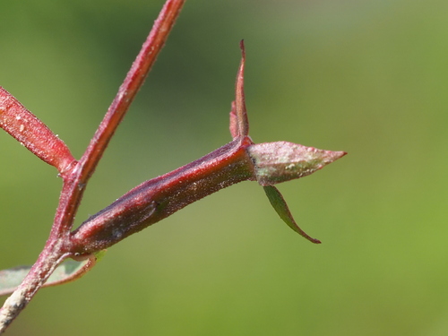 Ludwigia erecta