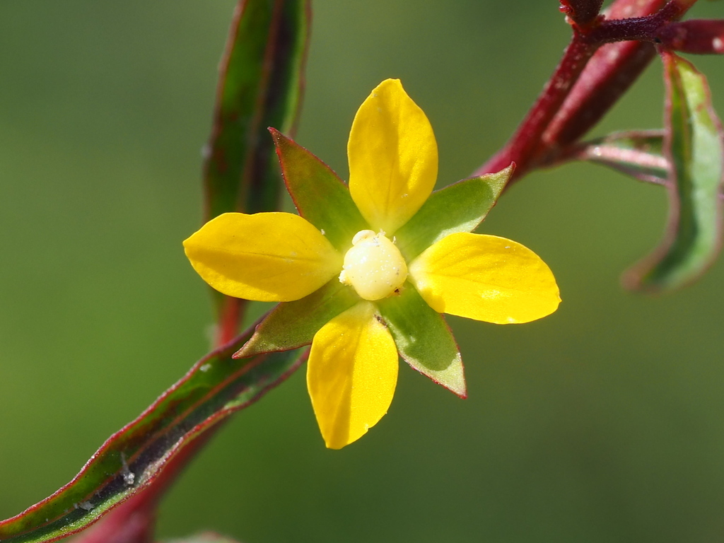 Ludwigia erecta