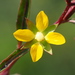 Ludwigia erecta - Photo no rights reserved, uploaded by 葉子