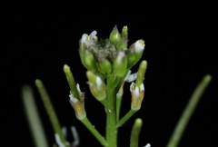 Planodes virginicum