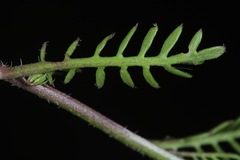 Planodes virginicum