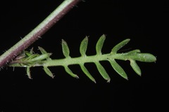 Planodes virginicum