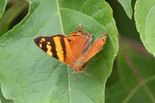 Hypanartia lethe image