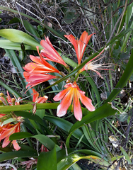 Clivia × cyrtanthiflora
