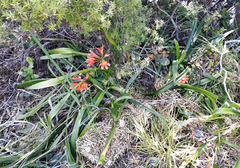 Clivia × cyrtanthiflora