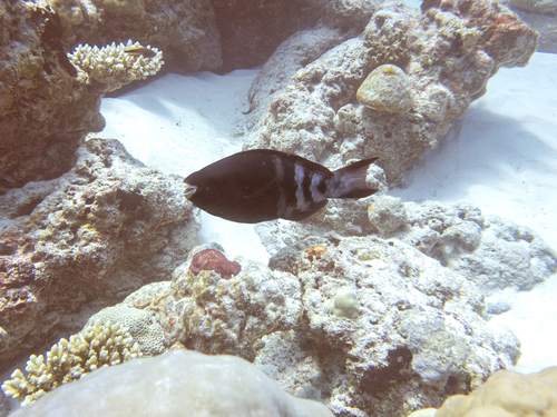 Redbarred Parrotfish — seen at this dive site