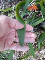 Clivia × cyrtanthiflora