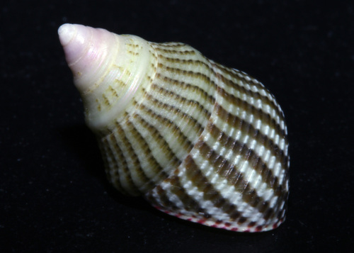 Lehmann's top shell