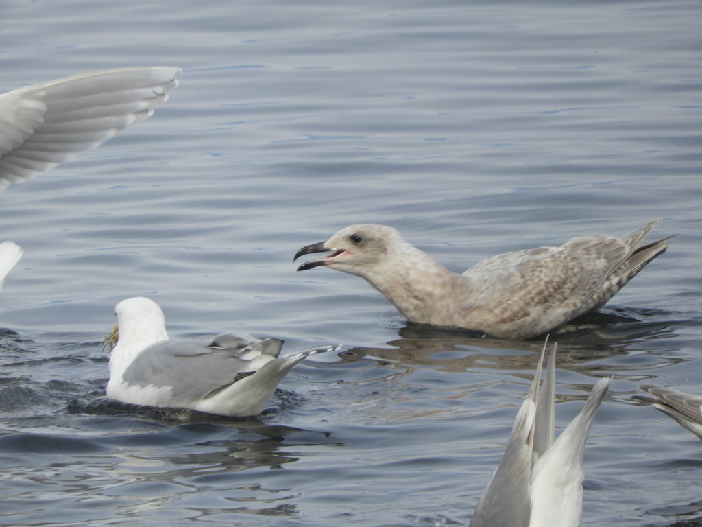Glaucouswinged Gull from Comox Valley, BC, Canada on March 17, 2023 at 0315 PM by Randal. do