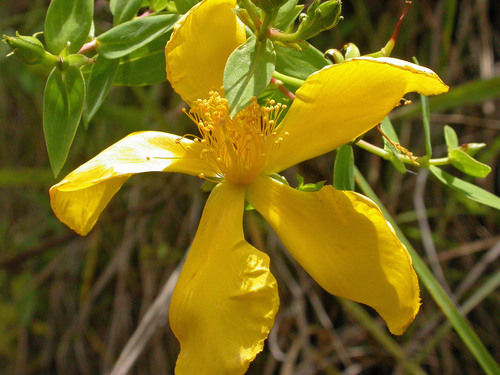 Common curry bush