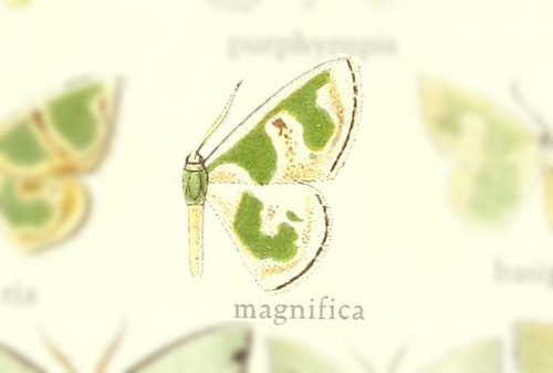 Oospila includaria