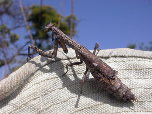African Stick Mantis