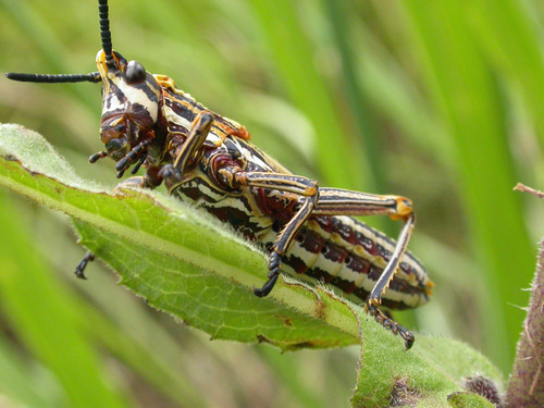 Dictyophorus griseus