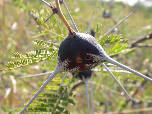 whistling thorn