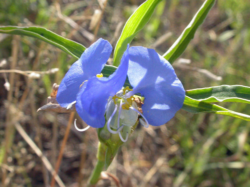 whitemouth dayflower