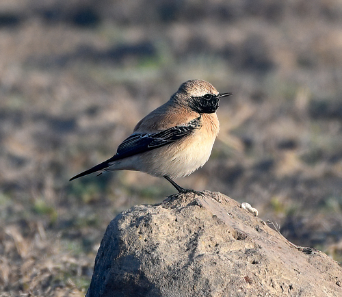 Collalba desértica (Oenanthe deserti)