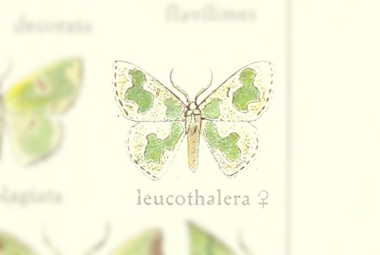 Oospila leucothalera