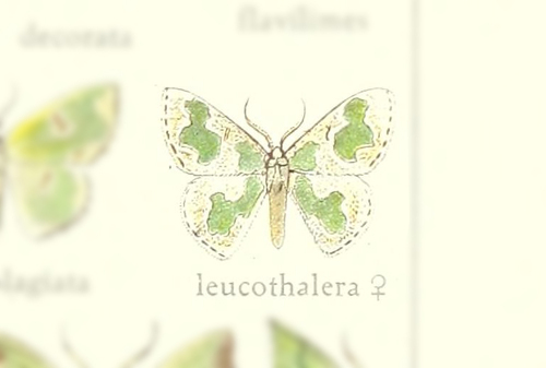 Oospila leucothalera
