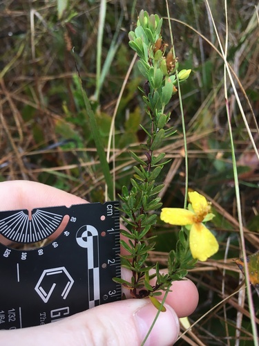 Flatwoods St. Johnswort (Hypericum microsepalum)