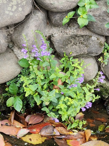 Scutellaria barbata (Scutellaria barbata)