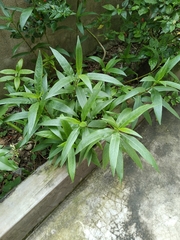 Hygrophila costata