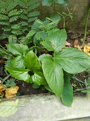Typhonium trilobatum