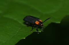 Schematiza collaris