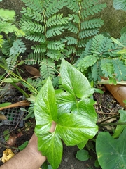 Typhonium trilobatum