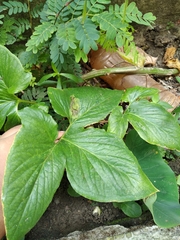 Typhonium trilobatum