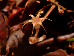 Thismia pallida
